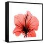 Hibiscus-Albert Koetsier-Framed Stretched Canvas