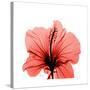 Hibiscus-Albert Koetsier-Stretched Canvas