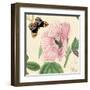 Hibiscus-Louis Van Houtte-Framed Art Print