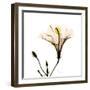 Hibiscus-Albert Koetsier-Framed Photographic Print