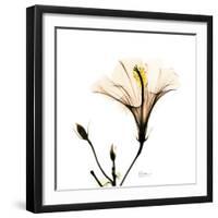 Hibiscus-Albert Koetsier-Framed Photographic Print