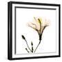 Hibiscus-Albert Koetsier-Framed Photographic Print