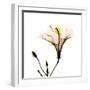 Hibiscus-Albert Koetsier-Framed Photographic Print