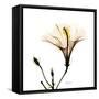 Hibiscus-Albert Koetsier-Framed Stretched Canvas