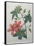 Hibiscus-Pierre-Joseph Redoute-Framed Stretched Canvas