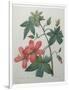 Hibiscus-Pierre-Joseph Redoute-Framed Art Print