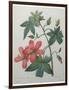 Hibiscus-Pierre-Joseph Redoute-Framed Art Print