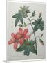 Hibiscus-Pierre-Joseph Redoute-Mounted Art Print