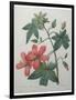 Hibiscus-Pierre-Joseph Redoute-Framed Art Print