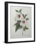 Hibiscus-Pierre-Joseph Redoute-Framed Art Print