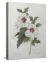 Hibiscus-Pierre-Joseph Redoute-Stretched Canvas