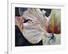 Hibiscus-Jennifer Redstreake Geary-Framed Art Print