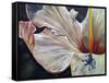 Hibiscus-Jennifer Redstreake Geary-Framed Stretched Canvas