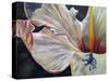 Hibiscus-Jennifer Redstreake Geary-Stretched Canvas