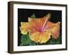 Hibiscus-Tanja Ware-Framed Giclee Print