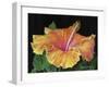 Hibiscus-Tanja Ware-Framed Giclee Print