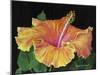 Hibiscus-Tanja Ware-Mounted Giclee Print