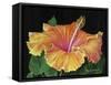 Hibiscus-Tanja Ware-Framed Stretched Canvas