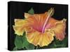 Hibiscus-Tanja Ware-Stretched Canvas