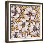 Hibiscus-li bo-Framed Giclee Print