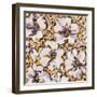 Hibiscus-li bo-Framed Giclee Print