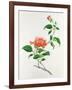 Hibiscus-Georg Dionysius Ehret-Framed Giclee Print