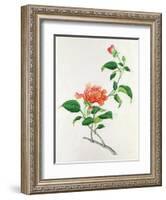 Hibiscus-Georg Dionysius Ehret-Framed Giclee Print