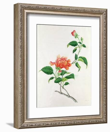 Hibiscus-Georg Dionysius Ehret-Framed Giclee Print