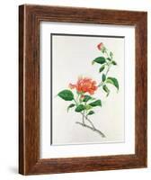 Hibiscus-Georg Dionysius Ehret-Framed Giclee Print