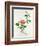 Hibiscus-Georg Dionysius Ehret-Framed Giclee Print