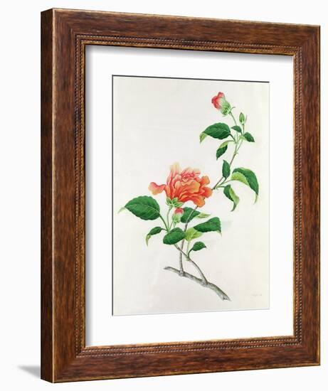 Hibiscus-Georg Dionysius Ehret-Framed Giclee Print