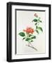 Hibiscus-Georg Dionysius Ehret-Framed Giclee Print