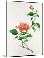 Hibiscus-Georg Dionysius Ehret-Mounted Giclee Print