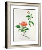 Hibiscus-Georg Dionysius Ehret-Framed Giclee Print