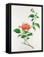 Hibiscus-Georg Dionysius Ehret-Framed Stretched Canvas