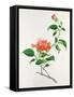 Hibiscus-Georg Dionysius Ehret-Framed Stretched Canvas