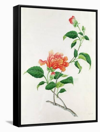 Hibiscus-Georg Dionysius Ehret-Framed Stretched Canvas