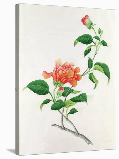 Hibiscus-Georg Dionysius Ehret-Stretched Canvas