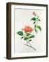 Hibiscus-Georg Dionysius Ehret-Framed Giclee Print