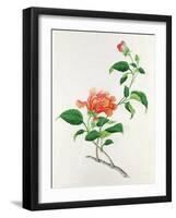 Hibiscus-Georg Dionysius Ehret-Framed Giclee Print