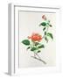 Hibiscus-Georg Dionysius Ehret-Framed Giclee Print