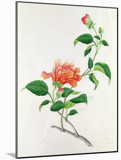 Hibiscus-Georg Dionysius Ehret-Mounted Giclee Print