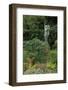 Hibiya Park, Tokyo, Japan, Asia-Richard Cummins-Framed Photographic Print