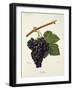 Hibou Grape-J. Troncy-Framed Giclee Print