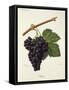 Hibou Grape-J. Troncy-Framed Stretched Canvas