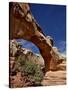 Hickman Bridge, Capitol Reef National Park, Utah, United States of America, North America-James Hager-Stretched Canvas