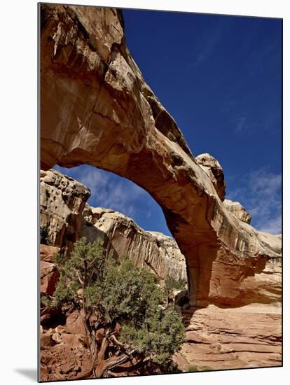 Hickman Bridge, Capitol Reef National Park, Utah, United States of America, North America-James Hager-Mounted Photographic Print