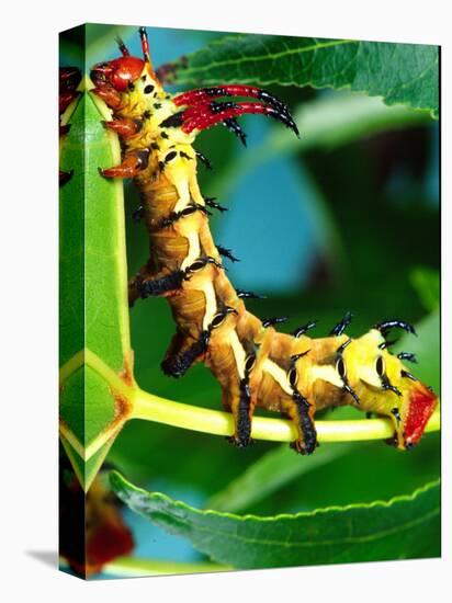 Hickory Horned Devil Caterpillar, USA-David Northcott-Stretched Canvas