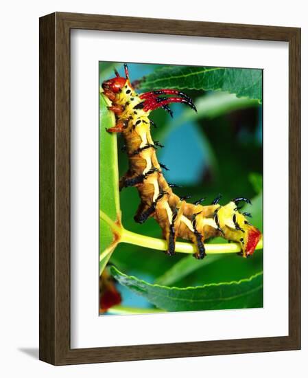 Hickory Horned Devil Caterpillar, USA-David Northcott-Framed Photographic Print