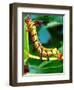 Hickory Horned Devil Caterpillar, USA-David Northcott-Framed Photographic Print